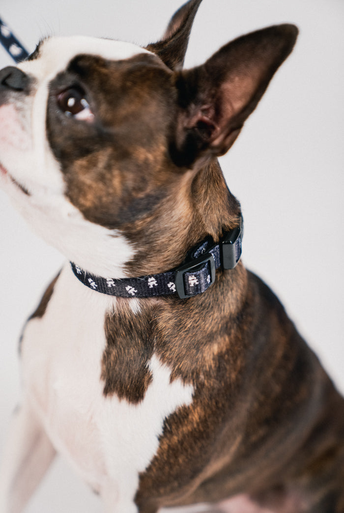 Pet Harness & Leashes