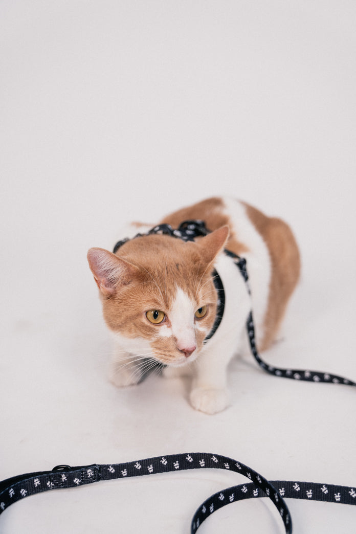 Pet Harness & Leashes